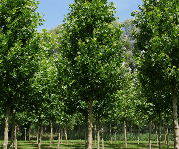 Platanus hispanica Woodside Column 45-50