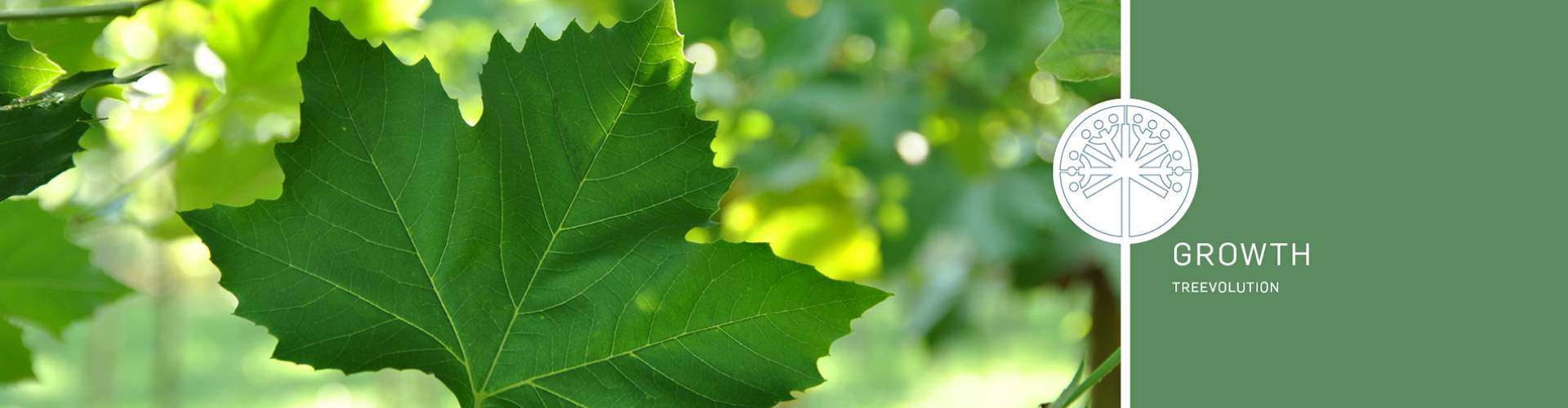 Header - treevolution - corylus colurna