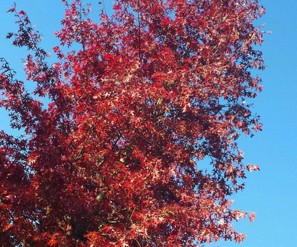 Treevolution quercus