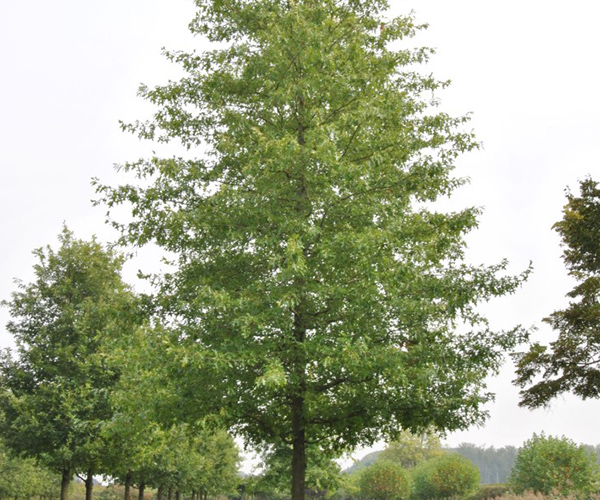 Treevoluiton - herfstkleuren quercus