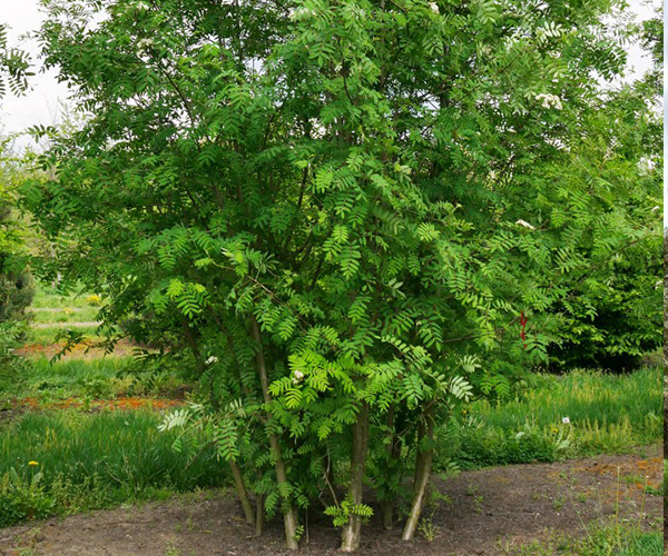 Treevolution woodside forest