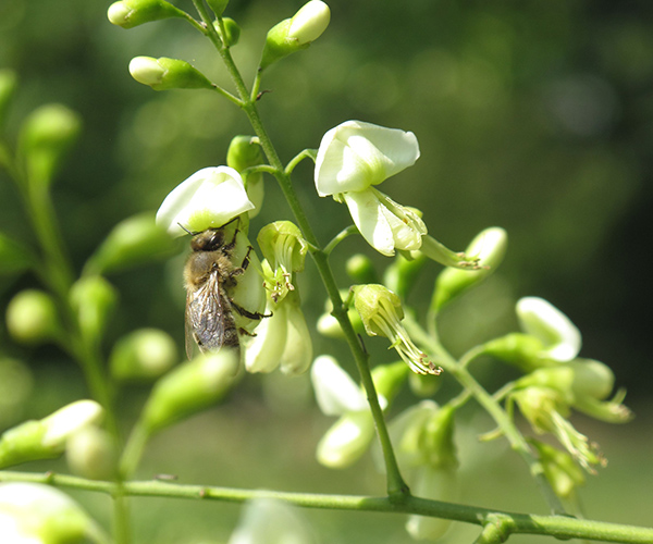 Bijenstrategie - bij op bloem