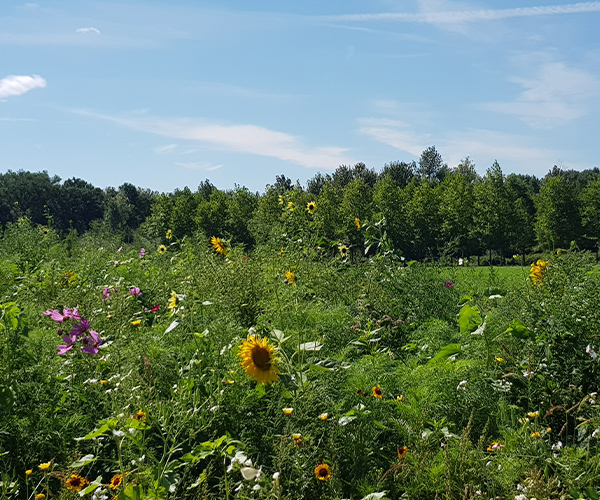 Bijenstrategie - zonnebloemen