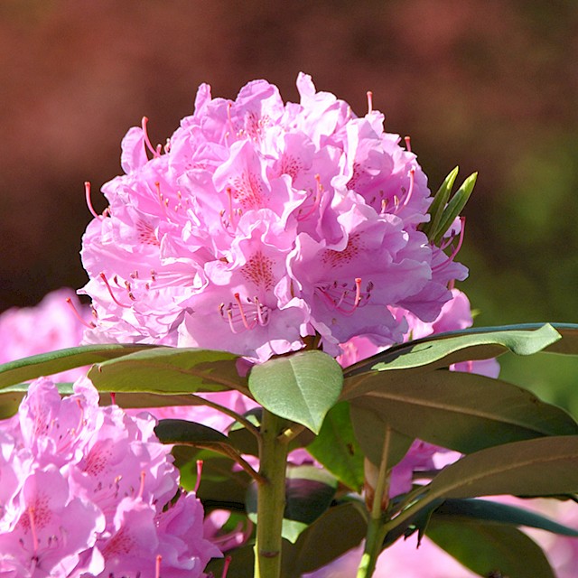 Top Rhododendrons