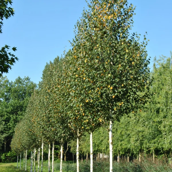Betula albosinensis – Chinese red birch