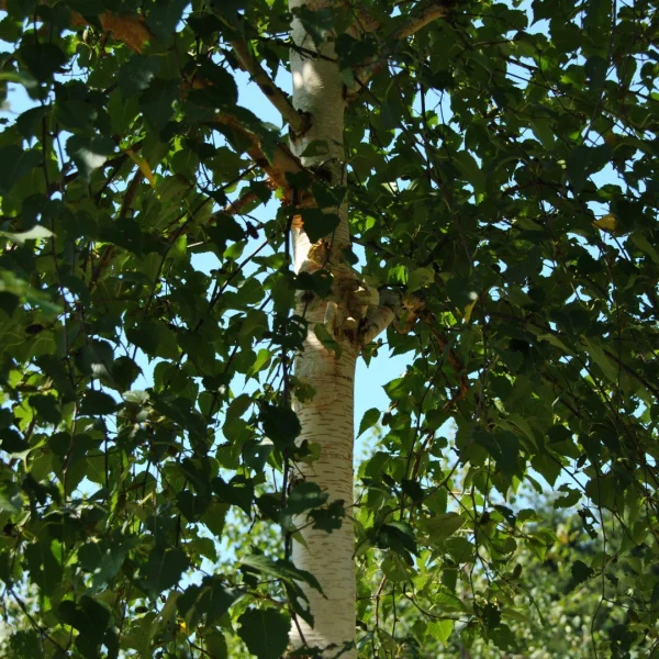 Betula ermanii 'Blush' – Betula ermanii 'Blush'