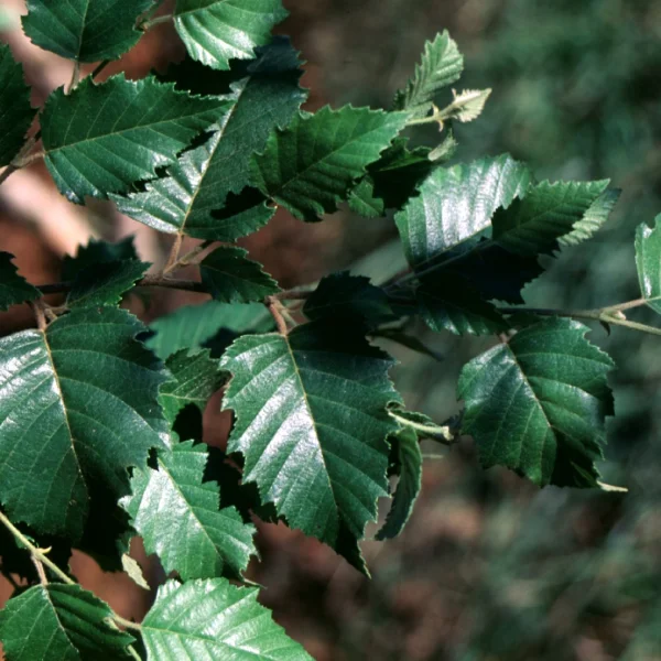 Betula nigra DURA HEAT ('BNMTF') – Betula nigra DURA HEAT ('BNMTF')