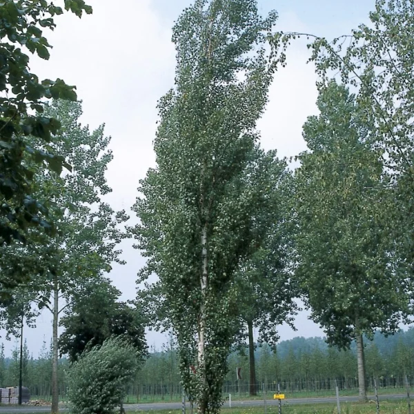 Betula pendula 'Obelisk' – Betula pendula 'Obelisk'