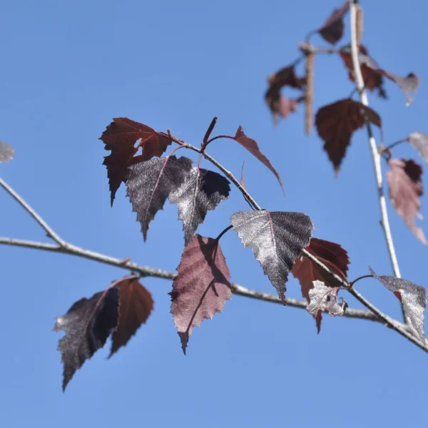 Betula pendula 'Purpurea' – Betula pendula 'Purpurea'