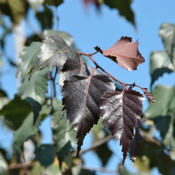 Betula ROYAL FROST ('Penci-2') – Betula ROYAL FROST ('Penci-2')