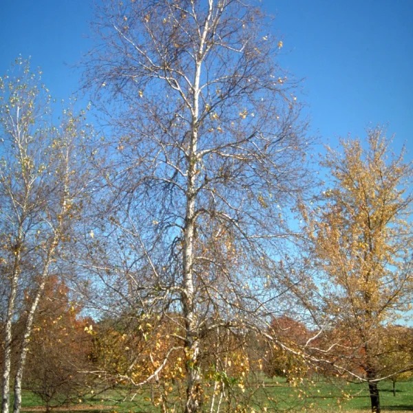 Betula populifolia 'Whitespire' – Betula populifolia 'Whitespire'