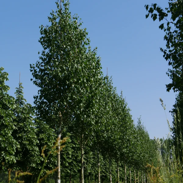 Betula utilis 'Doorenbos' – Betula utilis 'Doorenbos'