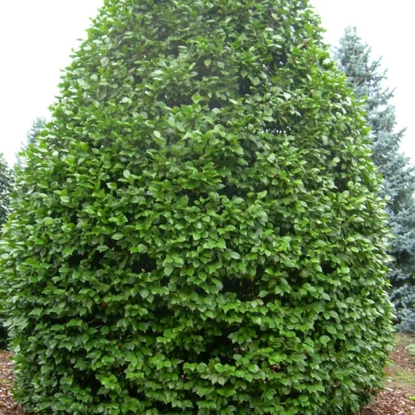 Camellia sasanqua – Camellia sasanqua