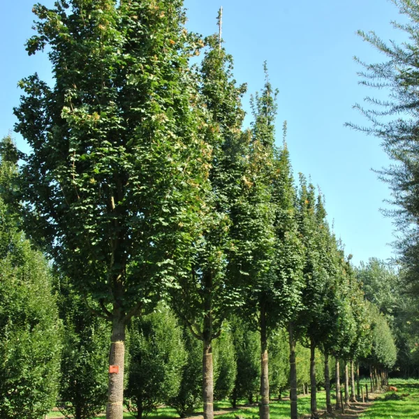 Acer campestre 'Green Column' – Acer campestre 'Green Column'