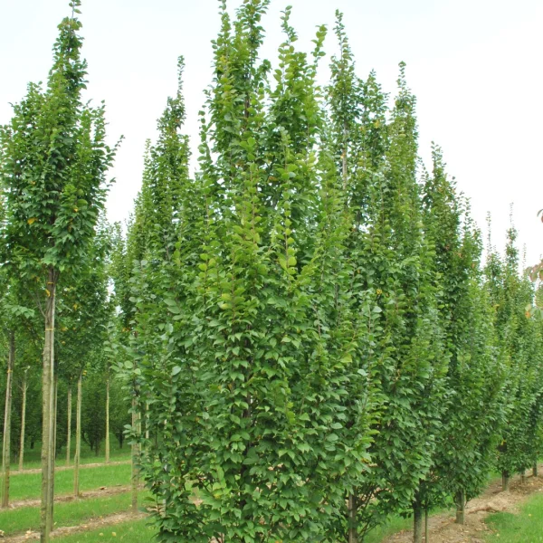Carpinus betulus 'Lucas' – Carpinus betulus 'Lucas'