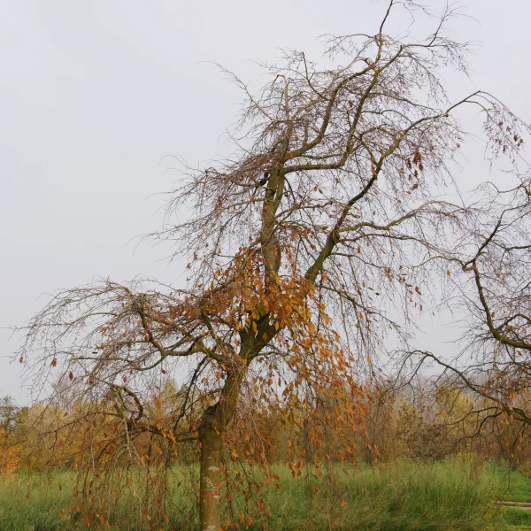 Carpinus betulus 'Pendula' – Carpinus betulus 'Pendula'