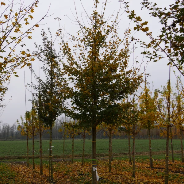 Acer campestre 'Red Shine' – Acer campestre 'Red Shine'