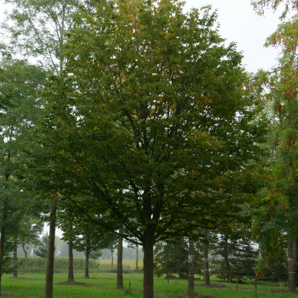 Carpinus betulus 'Purpurea' – Carpinus betulus 'Purpurea'