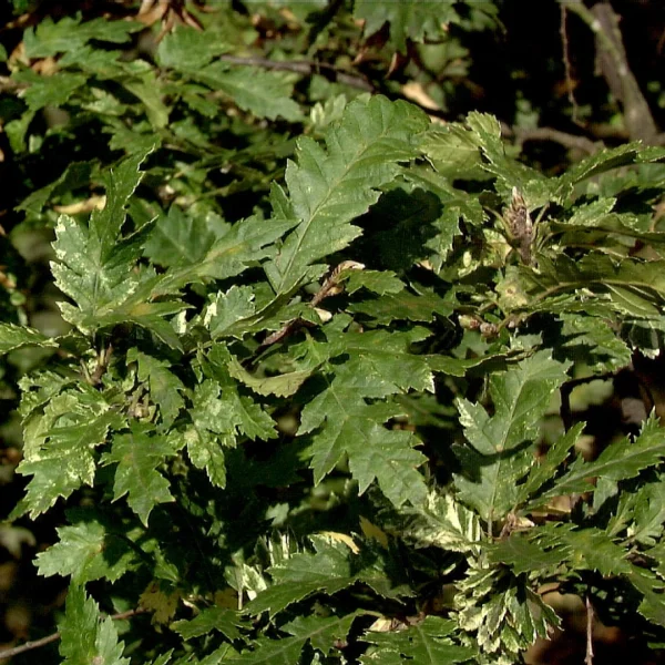 Carpinus betulus 'Quercifolia' – Carpinus betulus 'Quercifolia'