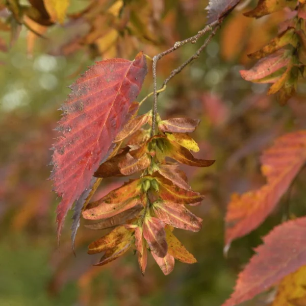 Carpinus caroliniana – American hornbeam, Blue beech