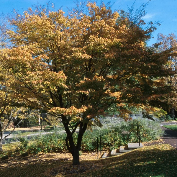 Carpinus laxiflora – Carpinus laxiflora