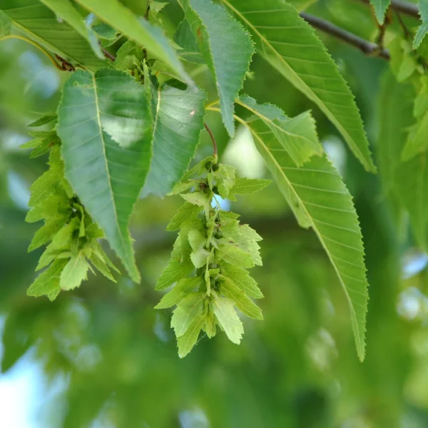Carpinus polyneura – Carpinus polyneura