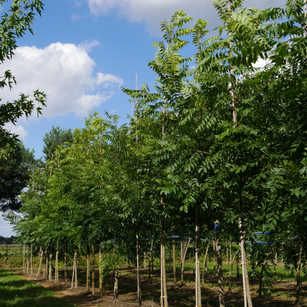 Carya illinoinensis – Pecan