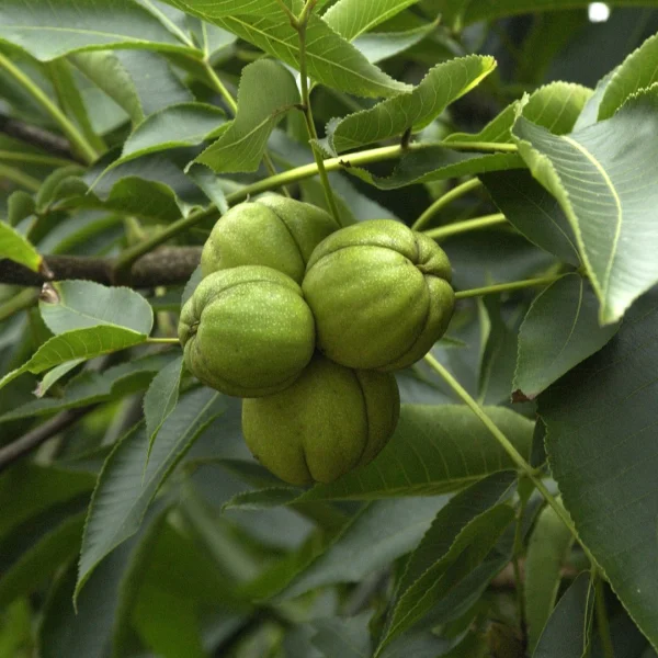 Carya ovata – Shagbark hickory, Shellbark hickory
