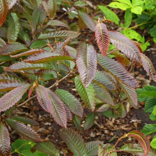 Castanea sativa 'Anny's Summer Red' – Castanea sativa 'Anny's Summer Red'