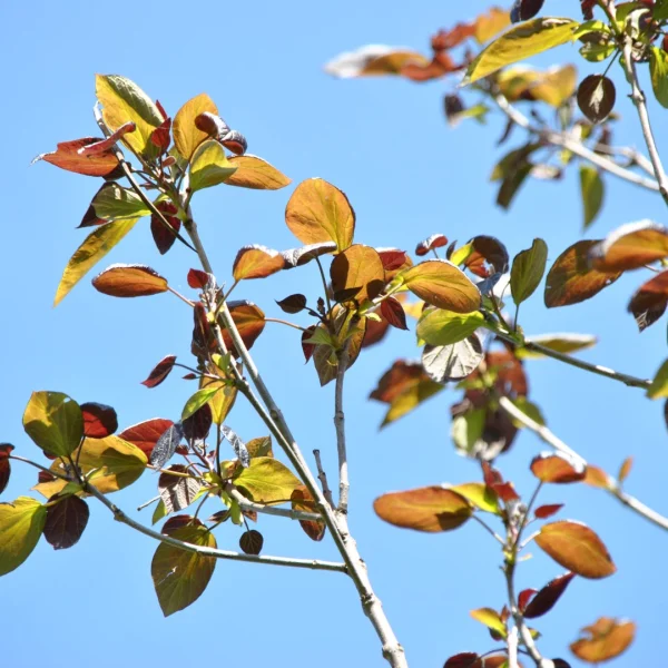 Catalpa ×erubescens 'Purpurea' – Catalpa ×erubescens 'Purpurea'