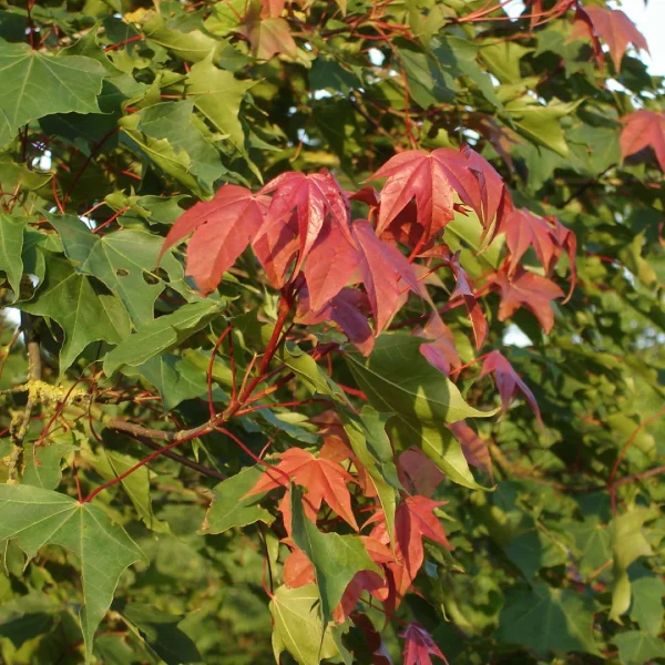 Acer cappadocicum var. tricaudatum – Acer cappadocicum var. tricaudatum