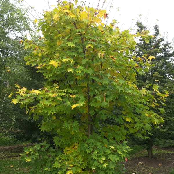 Acer cappadocicum 'Aureum' – Acer cappadocicum 'Aureum'