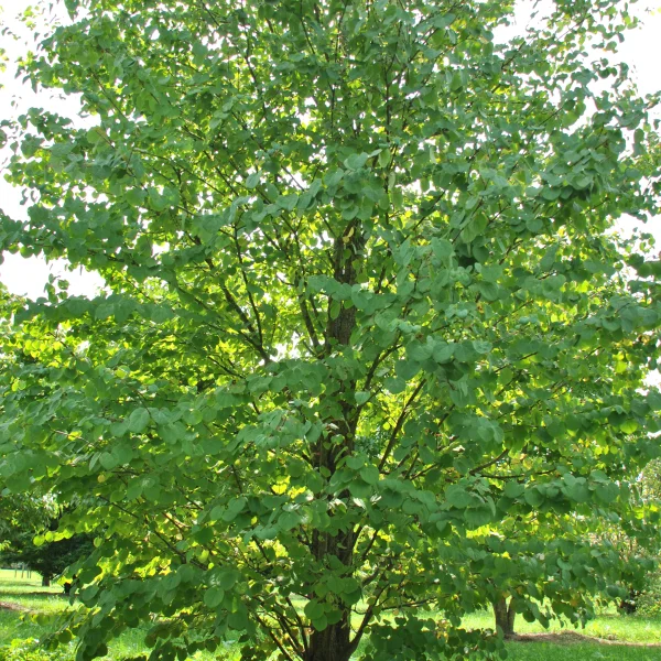 Cercidiphyllum japonicum – Japanese Katsura tree