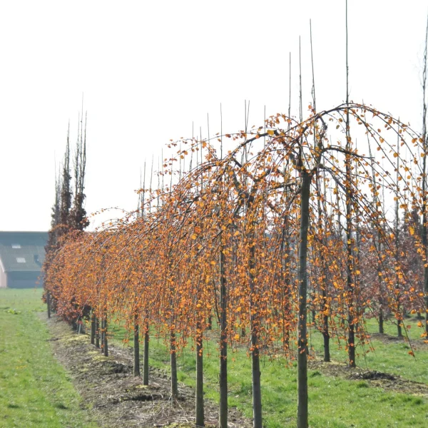 Cercidiphyllum japonicum 'Amazing Grace' – Cercidiphyllum japonicum 'Amazing Grace'