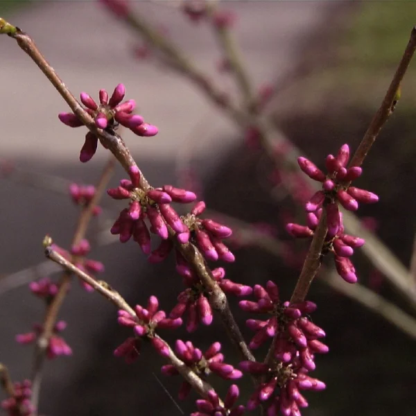Cercis chinensis – Chinese redbud