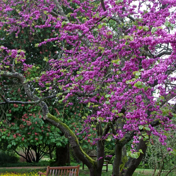 Cercis siliquastrum 'Bodnant' – Cercis siliquastrum 'Bodnant'