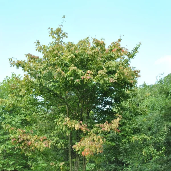Acer henryi – Acer henryi