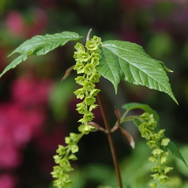 Acer 'Silver Vein' – Acer 'Silver Vein'