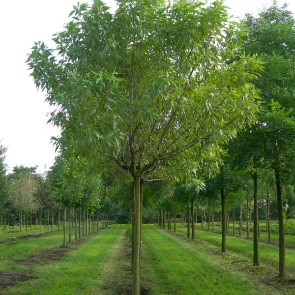 ×Chitalpa tashkentensis – ×Chitalpa tashkentensis