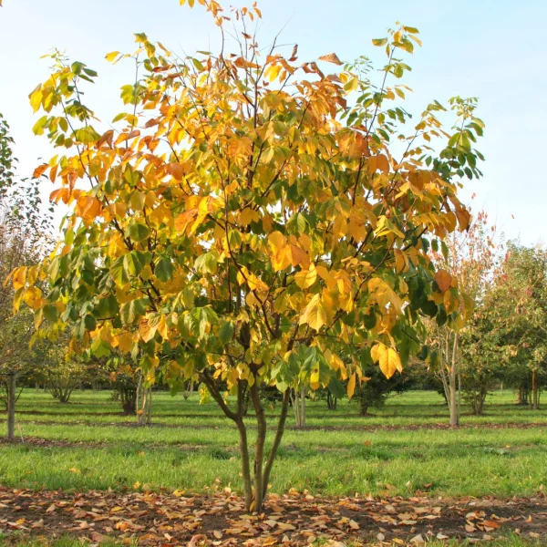 Cladrastis kentukea 'Perkin's Pink' – Cladrastis kentukea 'Perkin's Pink'