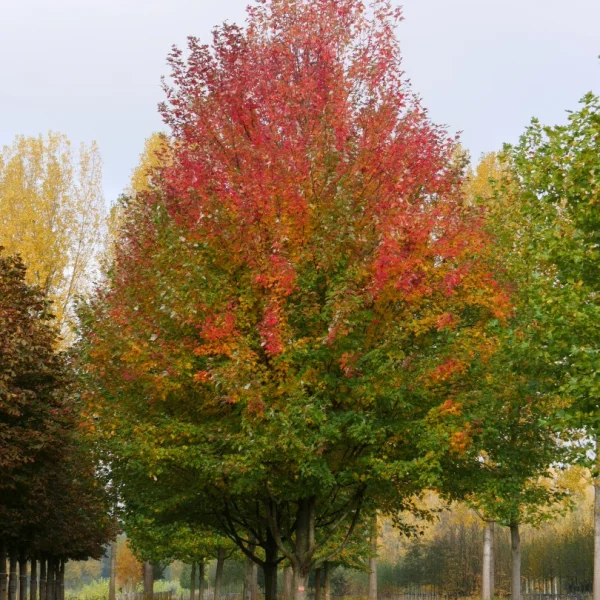 Acer ×freemanii 'Armstrong' – Acer ×freemanii 'Armstrong'