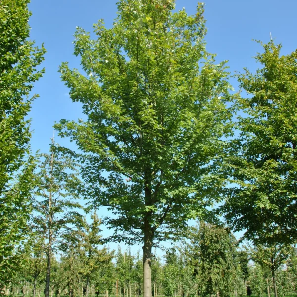 Acer ×freemanii CELEBRATION ('Celzam') – Acer ×freemanii CELEBRATION ('Celzam')