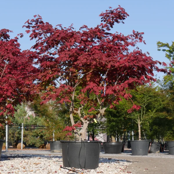 Acer japonicum 'Aconitifolium' – Acer japonicum 'Aconitifolium'