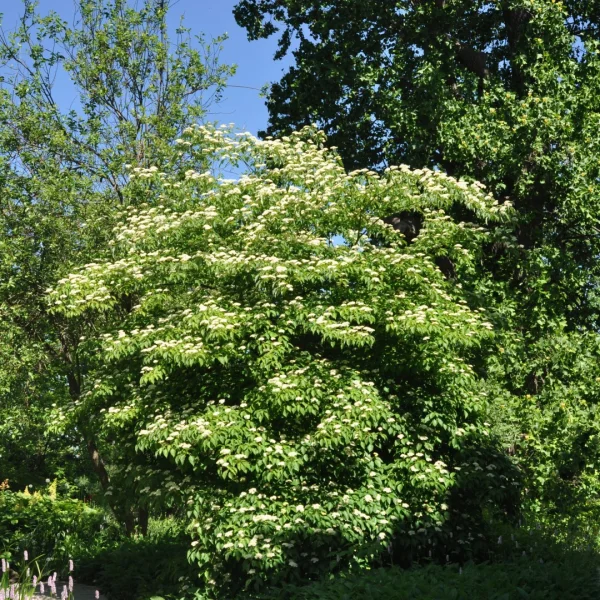 Cornus alternifolia – Pagoda dogwood