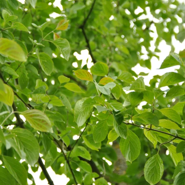 Cornus asperifolia var. drummondii – Roughleaf dogwood