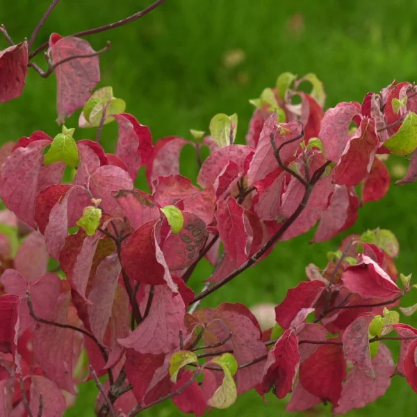 Cornus florida – Flowering dogwood