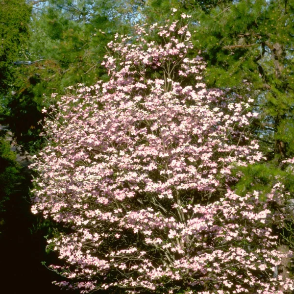 Cornus florida f.rubra – Cornus florida f.rubra