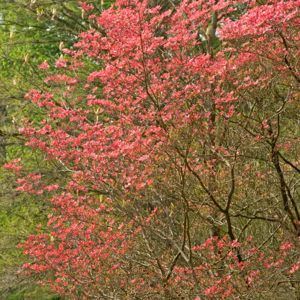 Cornus florida 'Cherokee Brave' – Cornus florida 'Cherokee Brave'