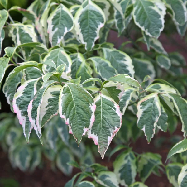 Cornus florida CHEROKEE DAYBREAK ('Daybreak') – Cornus florida CHEROKEE DAYBREAK ('Daybreak')