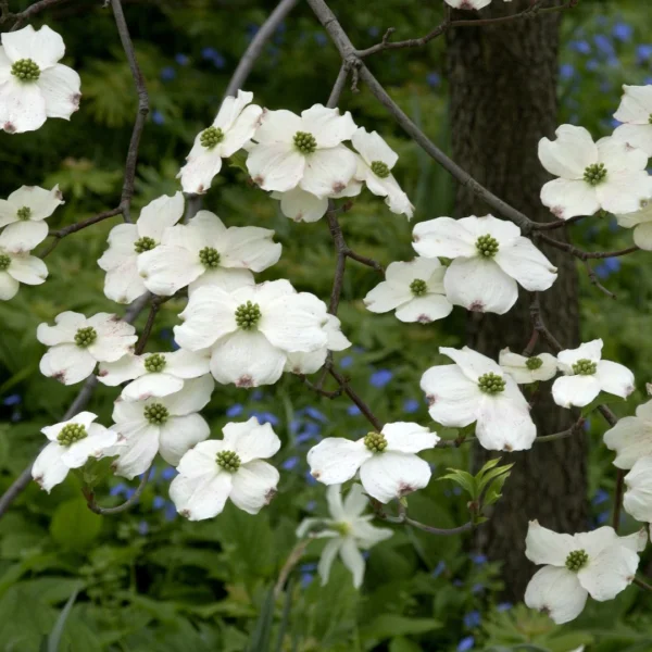 Cornus florida 'Cloud Nine' – Cornus florida 'Cloud Nine'